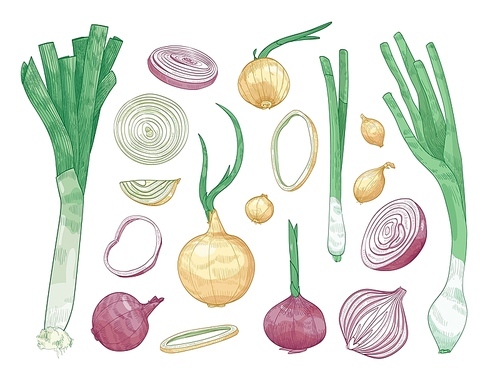 Bundle of different whole and cut onions isolated on white . Set of colorful drawings of raw vegetables of various types. Elegant realistic vector illustration in vintage engraving style