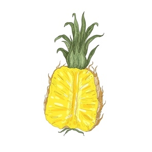Elegant natural drawing of cut fresh juicy pineapple isolated on white . Tasty organic sweet exotic tropical fruit. Vegan food. Realistic hand drawn vector illustration in vintage style