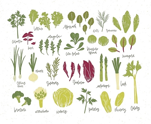 Collection of green plants. Bundle of tasty vegetables and salad leaves isolated on white . Delicious healthy vegan or vegetarian food. Colorful vector illustration in flat cartoon style.