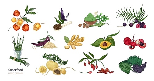 Collection of elegant botanical drawings of superfoods isolated on white . Fruits, berries, seeds, root crops, leaves and powder. Natural healthy and wholesome food. Vector illustration