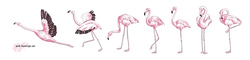 Collection of pink flamingo in various poses isolated on white . Set of gorgeous exotic bird or tropical avian in different postures. Colorful hand drawn realistic vector illustration