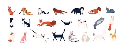 Bundle of adorable cats of various breeds sitting, lying, walking. Set of cute funny pets or domestic animals with colorful coats isolated on white . Flat cartoon vector illustration.