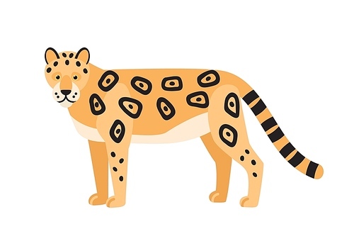 leopard isolated on white . gorgeous wild exotic carnivorous animal. graceful large wild  or adorable felid with spotted coat. colorful vector illustration in flat cartoon style