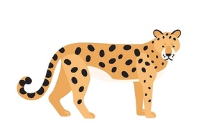 Jaguar isolated on white background. Stunning wild exotic carnivorous animal. Graceful large American wild cat or cute felid with spotted coat. Colorful vector illustration in flat cartoon style