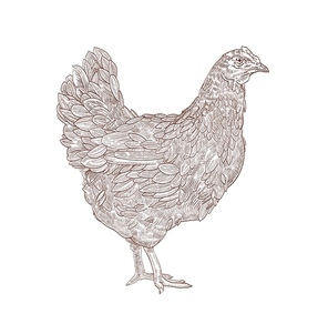 Hen or chicken hand drawn with contour lines on white background. Elegant monochrome drawing of domestic farm poultry bird. Vector illustration in vintage woodcut, engraving or etching style
