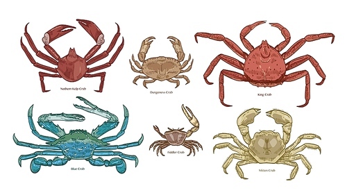 Bundle of colorful drawings of different types of crabs. Collection of beautiful marine animals or ocean crustaceans hand drawn on white background. Elegant vector illustration in vintage style