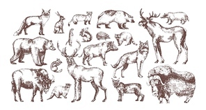Collection of elegant drawings of European forest animals isolated on white background. Bundle of herbivorous and carnivorous mammals hand drawn in vintage engraving style. Vector illustration