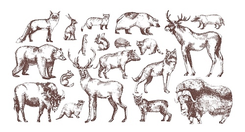 Collection of elegant drawings of European forest animals isolated on white . Bundle of herbivorous and carnivorous mammals hand drawn in vintage engraving style. Vector illustration