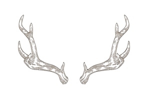 Monochrome drawing of deer, stag or hart antlers isolated on white background. Part of forest animal's body. Elegant hand drawn realistic vector illustration in vintage engraving style for logotype