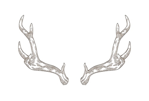 Monochrome drawing of deer, stag or hart antlers isolated on white . Part of forest animal's body. Elegant hand drawn realistic vector illustration in vintage engraving style for logotype