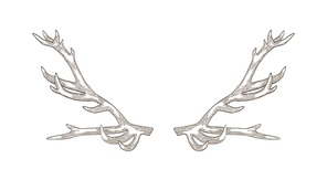 Detailed drawing of deer or reindeer antlers isolated on white background. Part of forest animal's body for protection. Monochrome realistic vector illustration in elegant woodcut style for logotype