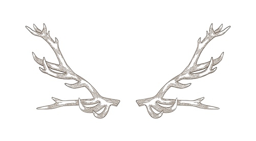 Detailed drawing of deer or reindeer antlers isolated on white . Part of forest animal's body for protection. Monochrome realistic vector illustration in elegant woodcut style for logotype