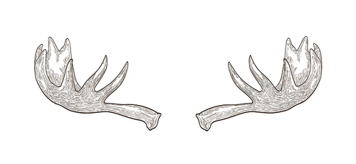Decorative drawing of elk or moose palmate antlers. Trophy or haul hand drawn with contour lines on white background. Monochrome vector illustration in elegant vintage woodcut style for logotype