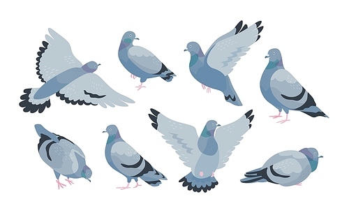Collection of grey feral pigeon in various poses - sitting, flying, walking, eating. City or synanthrope bird isolated on white . Colorful vector illustration in flat cartoon style.
