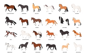 Collection of horses of various breeds isolated on white background. Bundle of gorgeous domestic equine animals of different types and colors. Colorful vector illustration in flat cartoon style