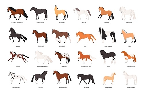 Collection of horses of various breeds isolated on white . Bundle of gorgeous domestic equine animals of different types and colors. Colorful vector illustration in flat cartoon style
