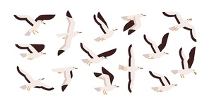 Collection of graceful flying seagulls isolated on white background. Set of ascending, descending and soaring gulls. Gorgeous bird or seabird. Colorful vector illustration in flat cartoon style.