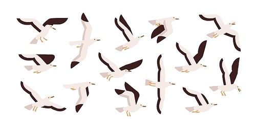 Collection of graceful flying seagulls isolated on white . Set of ascending, descending and soaring gulls. Gorgeous bird or seabird. Colorful vector illustration in flat cartoon style.