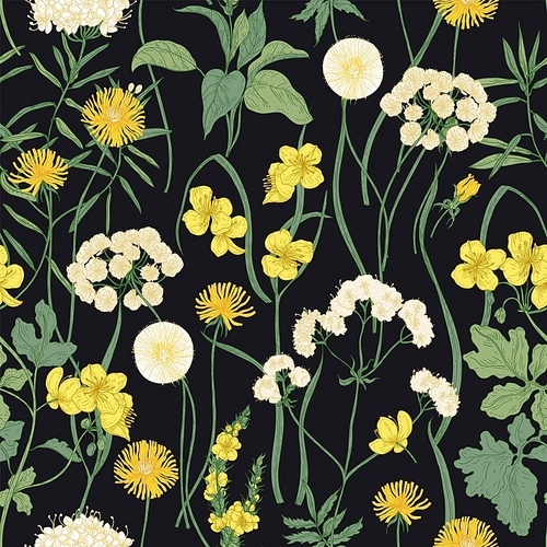 Romantic seamless pattern with blooming wild yellow flowers and perennial herbaceous plants on black background. Backdrop with lush vegetation of summer meadow. Vector illustration in vintage style