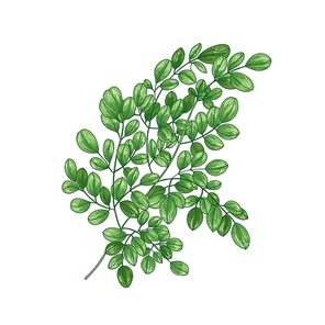 Realistic natural drawing of Miracle Tree or Moringa oleifera. Exotic herbaceous plant used in herbalism isolated on white . Botanical vector illustration in elegant antique style