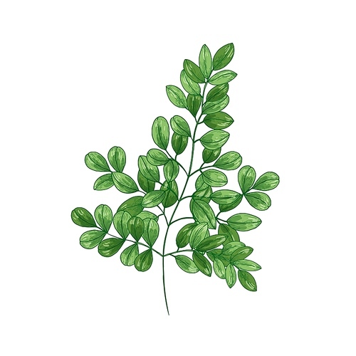 Natural realistic drawing of Miracle Tree or Moringa oleifera. Herb or herbaceous plant used in traditional medicine isolated on white . Botanical vector illustration in vintage style