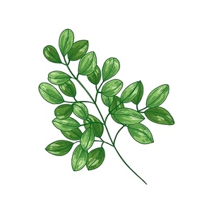 Elegant botanical drawing of Miracle Tree or Moringa oleifera. Tropical herbaceous plant used in phytotherapy isolated on white . Natural vector illustration in vintage realistic style