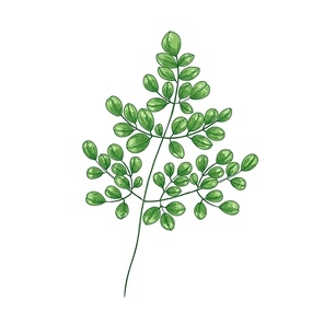 Elegant natural drawing of Miracle Tree or Moringa oleifera. Tropical exotic wild herbaceous plant used in herbalism isolated on white . Botanical vector illustration in vintage style