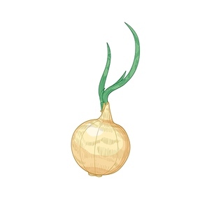 Elegant detailed drawing of onion bulb. Fresh organic ripe raw vegetable, cultivated crop or vegetarian product hand drawn on white background. Natural realistic vector illustration in vintage style