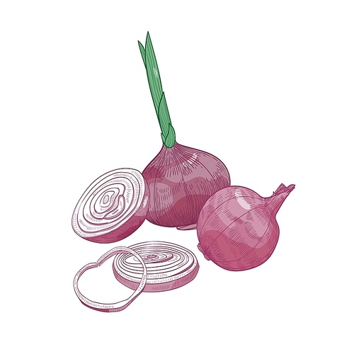 Elegant drawing of cut and whole red onion. Fresh organic ripe raw vegetable, cultivated crop or vegetarian product hand drawn on white background. Natural vector illustration in vintage style