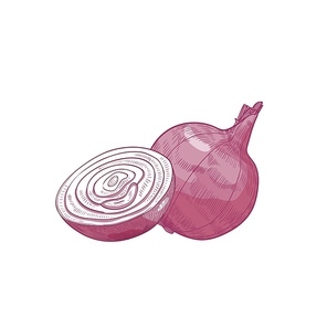 Detailed natural drawing of cut and whole red onion. Fresh organic ripe raw vegetable or gathered crop isolated on white . Realistic hand drawn vector illustration in elegant antique style