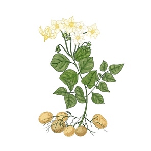 Elegant natural drawing of potato plant with flowers, roots and tubers. Edible cultivated tuberous crop isolated on white . Colorful hand drawn vector illustration in vintage style