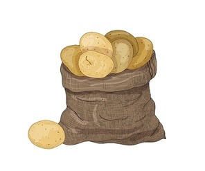 Natural drawing of potato tubers in burlap bag. Gathered raw tuberous food crops. Ripe fresh organic vegetables isolated on white . Realistic hand drawn vector illustration in vintage style