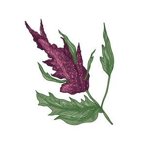 Realistic natural drawing of quinoa or amaranth plant with blooming plant or inflorescence. Edible grain crop isolated on white . Botanical vector illustration in elegant antique style