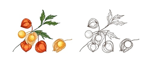 Bundle of elegant colorful and monochrome drawings of physalis, cape gooseberry or goldenberry. Fresh berries, superfood, veggie product hand drawn on white background. Realistic vector illustration