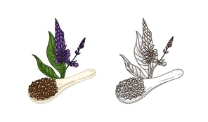 Bundle of colorful and monochrome drawings of Salvia hispanica plant and scoop of chia seeds. Organic superfood product and cultivated crop hand drawn on white background. Natural vector illustration