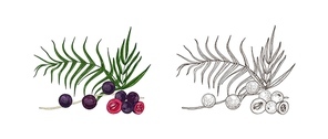 Set of colorful and monochrome drawings of acai berries and palm leaves. Superfood product, dietary supplement hand drawn on white background. Elegant realistic vector illustration in vintage style
