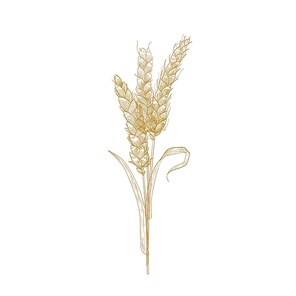 Bunch of wheat ears or sheaf of spikelets hand drawn with contour lines on white background. Cultivated cereal plant, grain or crop. Decorative design element. Elegant realistic vector illustration