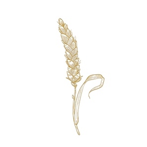 Elegant botanical drawing of wheat ear or spikelet. Cultivated cereal plant, grain or crop hand drawn with contour lines on white background. Decorative design element. Monochrome vector illustration