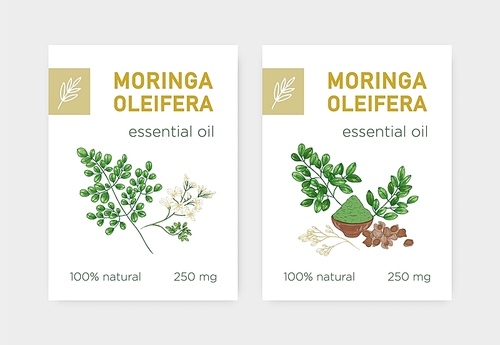 Bundle of labels with Miracle Tree or Moringa oleifera. Set of tags with edible herbaceous plant used in phytotherapy. Botanical vector illustration in realistic vintage style for natural product
