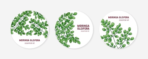 Collection of round labels with Miracle Tree or Moringa oleifera. Set of circular tags with medicinal plant used in herbalism. Natural vector illustration in elegant realistic style for essential oil