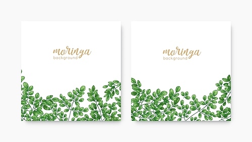 Bundle of elegant square backdrops or labels with green Miracle Tree or Moringa oleifera foliage. Set of natural background templates with exotic herbaceous plant. Realistic vector illustration