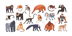 Collection of cute funny exotic monkeys and apes isolated on white . Set of adorable tropical animals or primates. Bundle of endangered species. Flat cartoon colorful vector illustration