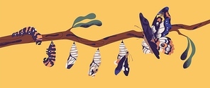 Butterfly development stages - caterpillar larva, pupa, imago. Life cycle, metamorphosis or transformation process of beautiful flying winged insect on tree branch. Flat cartoon vector illustration