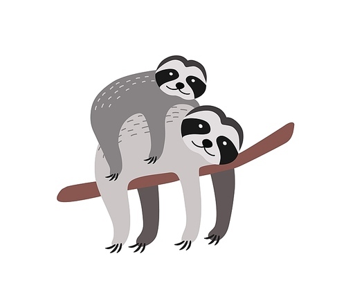 Sloth with baby resting on tree branch isolated on white . Family of cute funny wild arboreal animals. Parent with youngling. Fauna of tropics. Flat cartoon colorful vector illustration