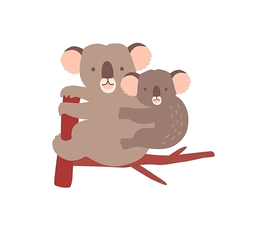 Koala with baby on tree branch isolated on white . Family of wild Australian arboreal marsupial animals. Parent with youngling, mother with joey on back. Flat cartoon vector illustration