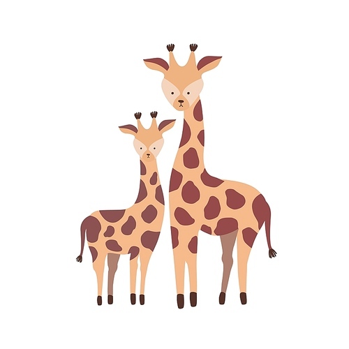 Giraffe with calf isolated on white . Family of cute wild African savannah herbivorous animals. Parent with child or offspring, mother and baby. Flat cartoon childish vector illustration