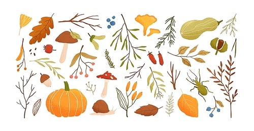 Autumn set. Collection of hand drawn fallen leaves, vegetables, berries, acorns, forest mushrooms, tree branches isolated on white . Elegant seasonal vector illustration in realistic style