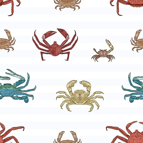 Sea crab vector seamless pattern. Aquatic animals, marine crayfish species on striped background. Restaurant seafood. Marine crustaceans with pincers wrapping paper, wallpaper textile design