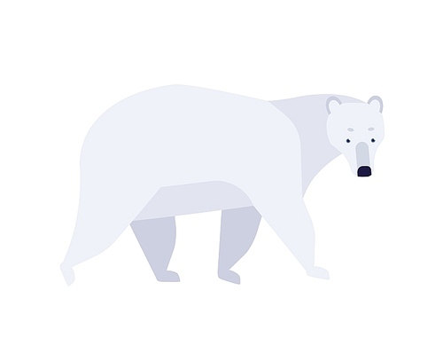 Polar bear flat vector illustration. Ursus maritimus minimalist drawing. Abstract arctic fauna representative. Cute mammal with white fur clipart. Big endangered carnivorous species