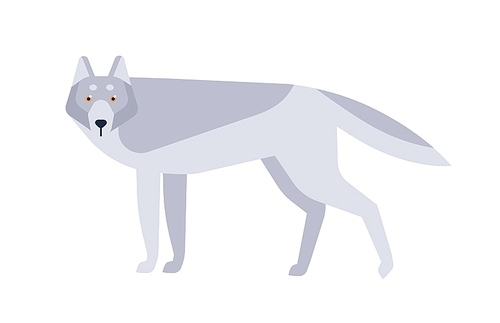 Wolf flat vector illustration. Scandinavian style wild animal isolated on white . Grey canine mammal, wildlife predator minimalist drawing. Dangerous carnivore dwelling in forests